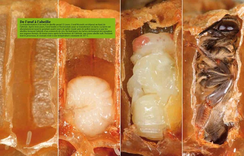 de l'oeuf à l'abeille