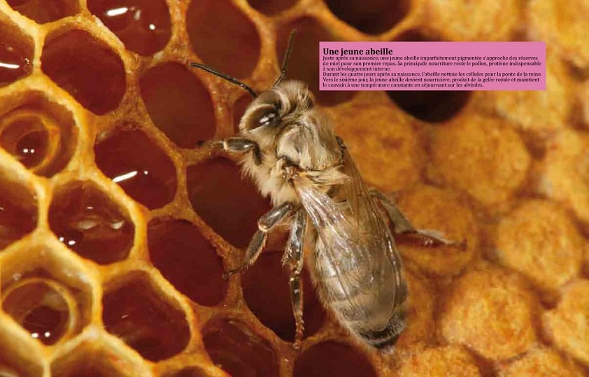 jeune abeille