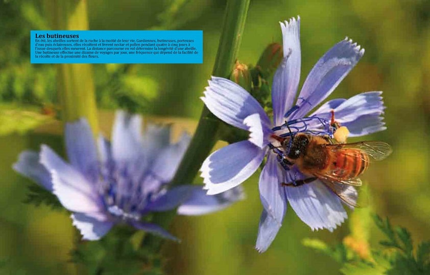 les butineuses