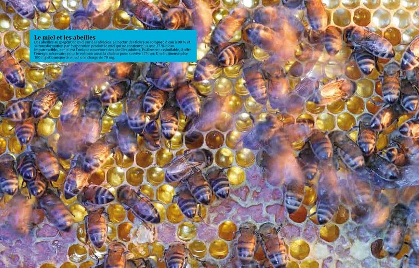 miel et abeilles