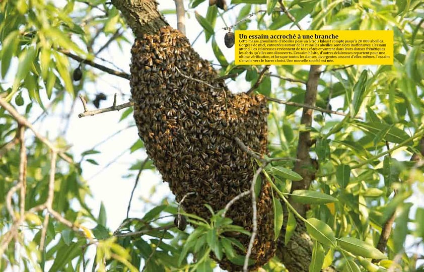 essaim dans une branche
