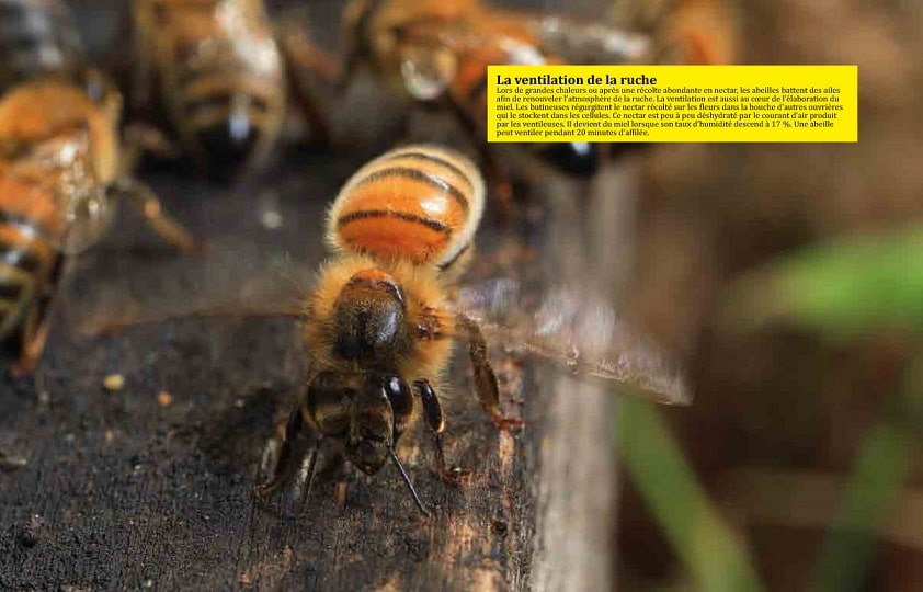 ventilation de la ruche