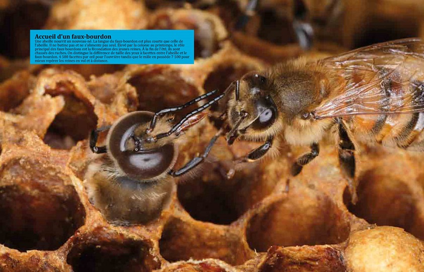 accueil d'un faux-bourdon